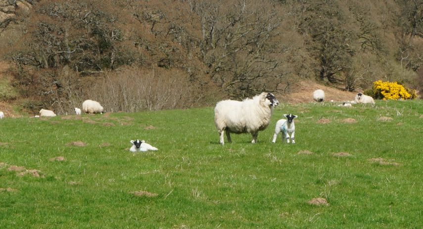 Croft creation in Garbhad Wood, Balnagown Estate