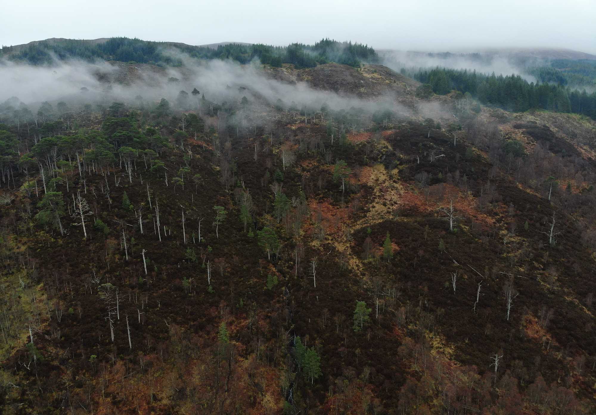 Loch Arkaig Pine Forest Woodland Trust 1 1